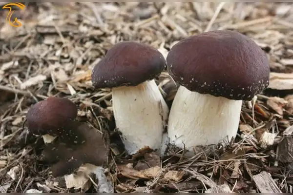 قارچ کلاهک شرابی
