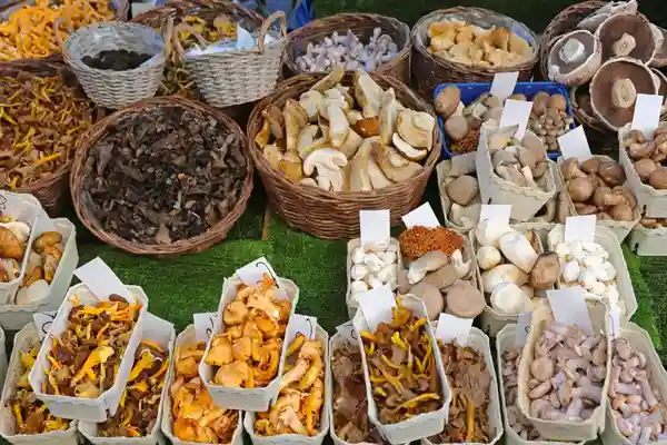 فروش قارچ خشک در عطاریها یکی از راه های درآمدزایی از پرورش قارچ است