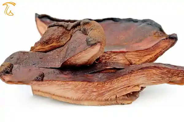 قارچ زبان گاو
