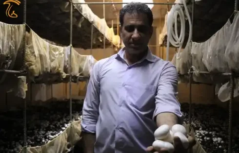 کارآفرین گچسارانی فعال در پرورش قارچ