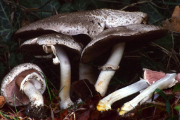 Agaricus moelleri