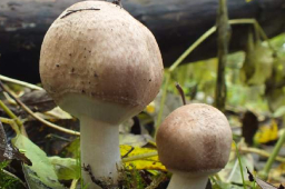Agaricus silvaticus