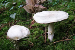 Agaricus silvicola