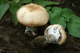 Agaricus subrufescens