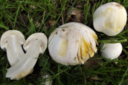 Agaricus xanthodermus