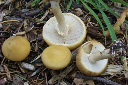 Agrocybe praecox