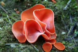 Aleuria aurantia