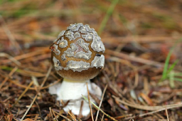 Amanita ceciliae