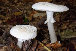 Amanita citrina var alba
