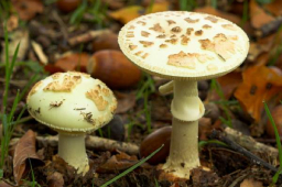 Amanita citrina var citrina