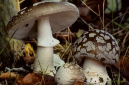 Amanita excelsa
