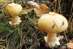 Amanita gemmata