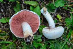 Field Mushroom