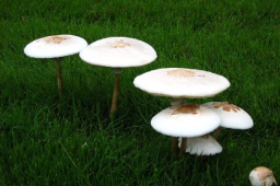 Horse Mushroom