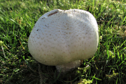 Macro Mushroom
