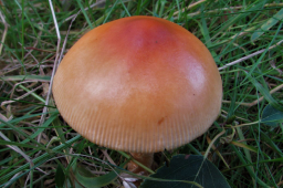 Orange Grisette