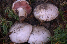 Pavement Mushroom