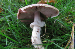 Scaly Wood Mushroom