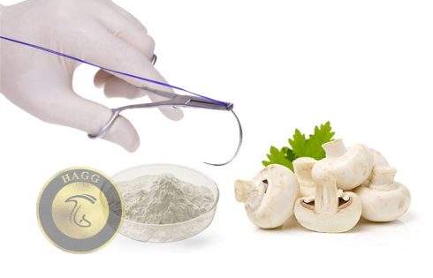 کیتوزان قارچی تولید نخ بخیه از قارچ خوراکی توسط محققان انجام شد