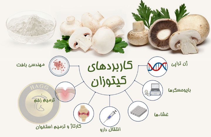 کاربردهای کیتوزان قارچی و تولید نخ بخیه از قارچ محقق شد