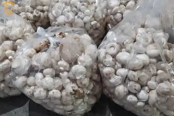 با گذشت زمان رنگ قارچ تغییر کرده و کیفیت آن پایین می آید
