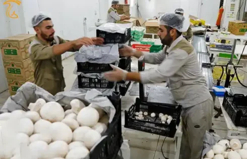 مهارت آموزی تولید قارچ تضمین اشتغال زایی در کشور