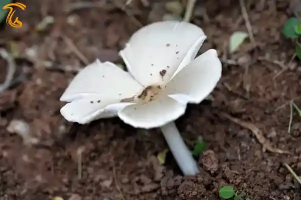 قارچ Termitomyces srilankensis گونه جدید کشف شده