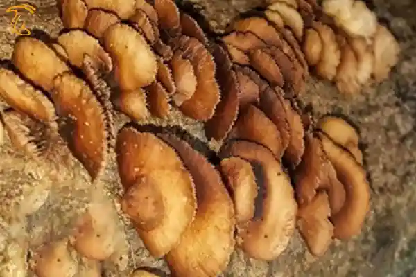 قارچ Crepidotus striatus