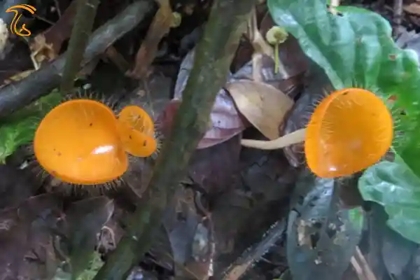 قارچ cookeina tricholoma
