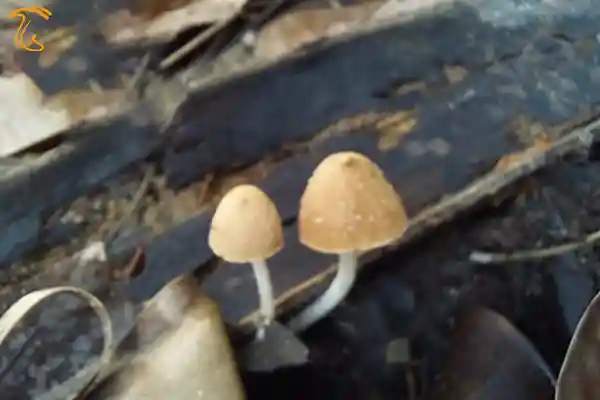 قارچ Candolleomyces ruhunensis