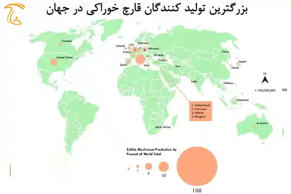 بزرگترین تولید کنندگان قارچ خوراکی در جهان