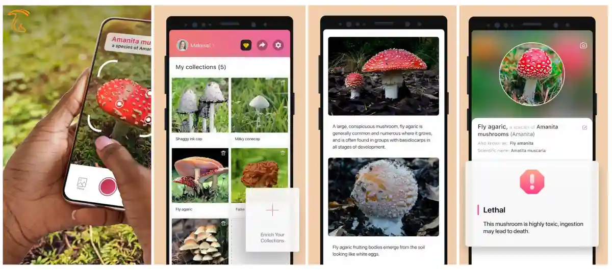 برنامه Picture Mushroom