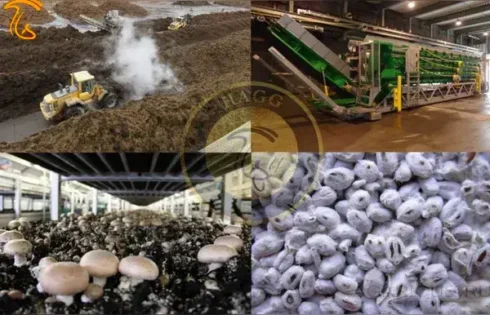 عکسی است از تولید زنجیره کامل پرورش قارچ چهارمحال و بختیاری