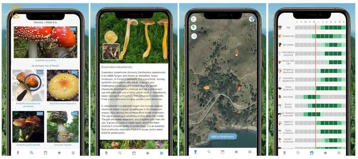 اپلیکیشن Mushroom Identify