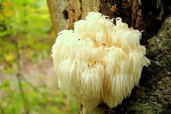 گونه جدید قارچ هریسیوم
