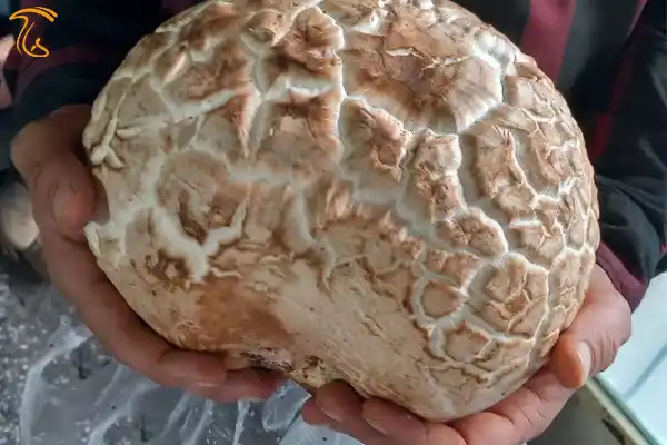 قارچ 2 کیلوگرمی