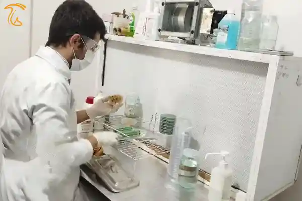 تولید عصاره و کمپوست قارچ و کشت بافت های گیاهی توسط جوان خلاق لرستانی