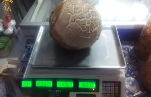 عکسی است از قارچ 2 کیلوگرمی