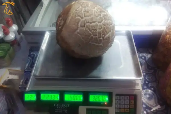 قارچ 2 کیلوگرمی پیدا شد