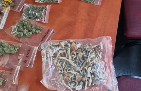 دزدیدن مجیک ماشروم بجای طلب