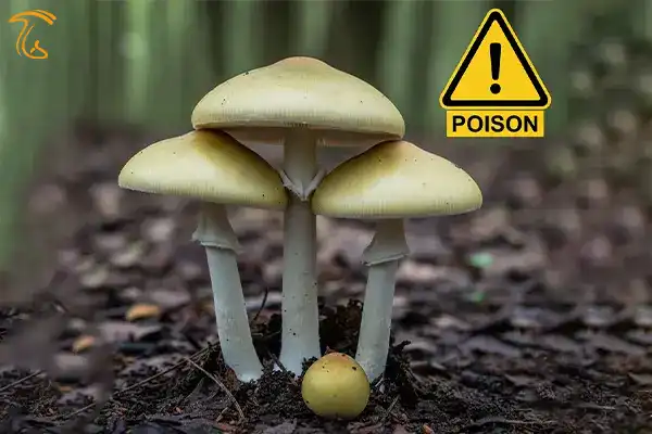 علائم مسمومیت با قارچ خودرو سمی