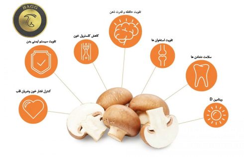 فواید گنجاندن قارچ در رژیم غذایی - مهمترین خواص قارچ برای سلامتی