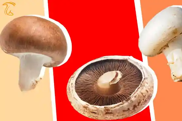 تفاوت قارچ دکمهای، کرمینی و پورتوبلو