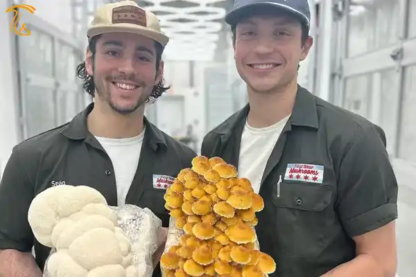 موسسین برند four star mushrooms برای مزرعه قارچ