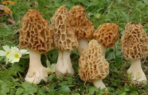 قارچ مورل - مورچلا - مورکلا