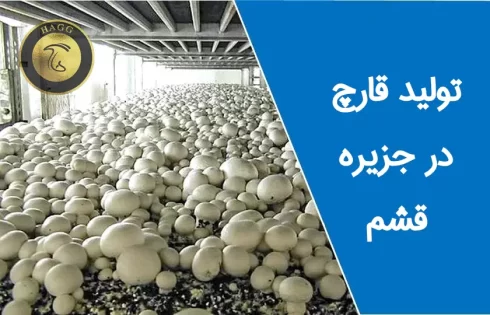 عکس مربوط به خبر تولید قارچ در قشم رو به افزایش است.
