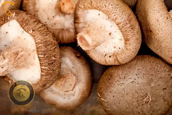 قارچ دارویی شیتاکه