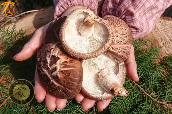 قارچ چوبرس شیتاکه