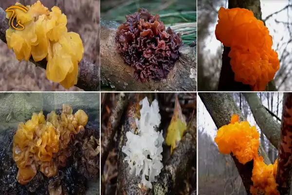 رنگ های مختلف Tremella