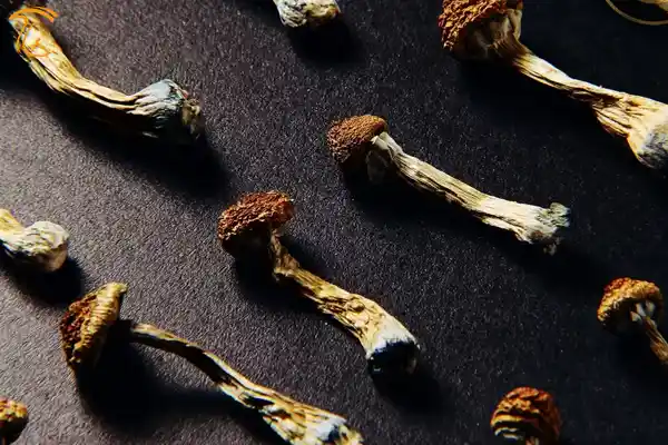 قارچ سیلوسایبین